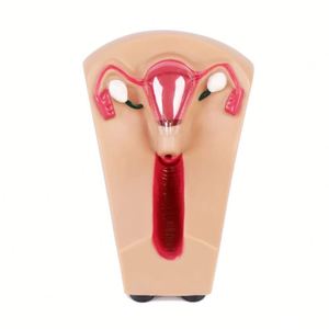 Mô hình đào tạo iud thiết bị tránh thai trong tử cung nữ kyrenmed và mô hình Đào Tạo - Product Image 2