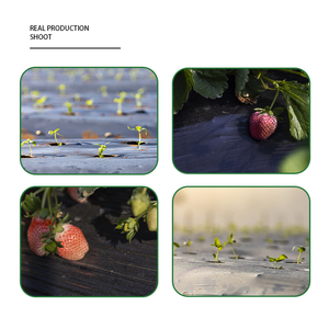 Film de paillage agricole en plastique de qualité supérieure, plastique agricole, paillis agricole, film de paillage noir et argenté pour tomates - Product Image 4