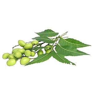 Poudre d'extrait de <span class=keywords><strong>Neem</strong></span> de qualité alimentaire, haute pureté, grande quantité, extrait d'Azadirachta indica, entièrement soluble dans l'eau - Product Image 3