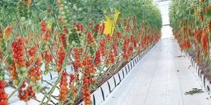 <span class=keywords><strong>Cultivo</strong></span> Hidropónico en Invernadero sin Suelo para Tomates, Hierbas y Fresas, Sistemas <span class=keywords><strong>de</strong></span> Bolsas <span class=keywords><strong>de</strong></span> <span class=keywords><strong>Cultivo</strong></span>, Canaletas <span class=keywords><strong>de</strong></span> <span class=keywords><strong>Cultivo</strong></span> - Product Image 3