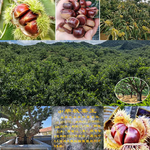 Vente en gros en conserve entières rôties emballées <span class=keywords><strong>sous</strong></span> <span class=keywords><strong>vide</strong></span> ouverture de châtaignes cuites collations santé molles - Product Image 4