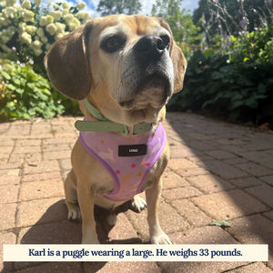 Grosir rompi <span class=keywords><strong>Harness</strong></span> anjing sesuai dada <span class=keywords><strong>Harness</strong></span> hewan peliharaan reversibel Set mewah Fashion bernapas Dachshund - Product Image 2