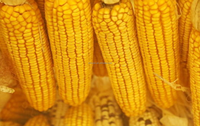 Tersedia, Mesin Panen Jagung 4YZL-6 260 HP