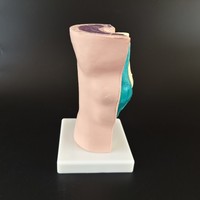 Modèle anatomique de l'articulation du genou humain avec peau et ménisque, pour l'enseignement médical, doté d'une structure détaillée
