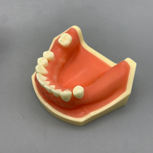 Mô hình thực hành cấy ghép nha khoa; mô hình răng cửa hàm dưới và mô hình thực hành khoan - Product Image 2