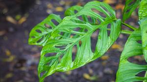 Monstera Adansonii, Planta Exótica Tropical de Interior, 10 Piezas, Decoración Botánica Auténtica, Planta Fresca, Semillas Botánicas - Product Image 1