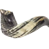 Shofar en corne de buffle naturelle d'Inde à prix avantageux, vente en gros