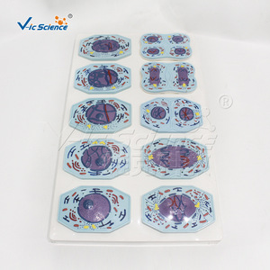 Models of mitosis and meiosis in plant and animal cells; demonstration teaching aids for chromosome <b>changes</b> in biology. - Product Image 2