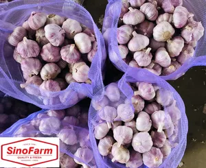 大蒜普通白色红色大蒜紫色ajo壁画由网袋或宽松盒子包装适用于中国新作物2021
