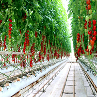 Système d'irrigation hydroponique intelligent pour la culture verticale de la laitue, des fraises et des tomates, serre multi-spans en film