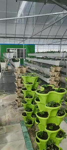 Sistema de Cultivo Hidropónico NFT en Invernadero con Tubería de PVC, Garantía de 1 Año, Modelo LvPVC para Cultivo de Vegetales - Product Image 6