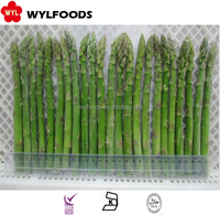 Lanzas de espárragos verdes congelados de la mejor calidad, verduras IQF al vapor, tallo perfecto para mejorar bocadillos o comidas saludables