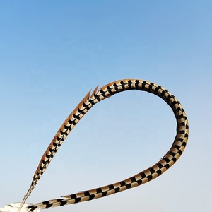 Giá Rẻ Lớn Tự Nhiên Plumas Reeves Gà lôi Đuôi Lông 10-150Cm Cho Lễ Hội, Samba, Pattaya Biểu Diễn - Product Image 5