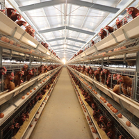 Cage d'élevage de poulets entièrement automatique à 3 niveaux de type H avec système de collecte automatique des œufs Machine d'alimentation télécommandée à économie de main-d 'œuvre