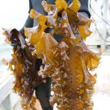 バルクラミナリアサッカリナパウダーフーカスウルバパウダーラミナリアサッカリナエキス - Product Image 4