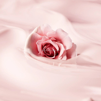 Offre Spéciale Marque Privée 100% Pure Naturel Bio Rose Spa Massage Huile Essentielle Cheveux Visage Corps Nourrissant Huile De Rose