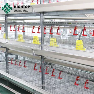 H Type Automated Broiler Chicken Cage System Poultry Equipment With Accessories