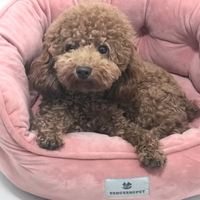 Boîte personnalisée avec logo Yangyangpet, lit pour chien en velours doux, rond, super doux, en flanelle, pas cher, rose