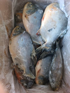 Frozen Red <strong>Pacu</strong> <strong>Fish</strong> Good Price Whole Round Frozen Red Pomfret <strong>Pacu</strong> - Product Image 5