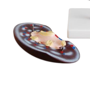 แบบจำลองกายวิภาคไต ตับ ต่อมลูกหมาก ลำไส้ส่วนต้นลำไส้ใหญ่ ADA Medical Science (ADA-310-2/ADA-311) สำหรับการเรียนการสอนกายวิภาคศาสตร์ - Product Image 6