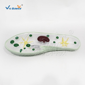 VIC 10219 Modèle pédagogique Paramecium à 3 composants, modèle de biologie pour les collèges et les lycées - Product Image 4
