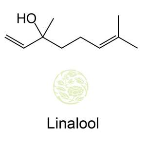 Linalool: l'essence parfumée du basilic-Huile essentielle de haute qualité pour l'aromathérapie, les cosmétiques et plus encore - Product Image 4