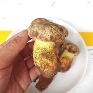 Hongo salvaje <span class=keywords><strong>fresco</strong></span> salvaje de alta calidad Detan Porcini Yunnan Wild <span class=keywords><strong>Boletus</strong></span> con <span class=keywords><strong>precio</strong></span> al por mayor - Product Image 2