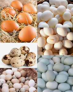 Roestvrijstalen Elektrische Boerderij Apparatuur Eierlade Reinigingsmachine Kippenei Wasmachine Eendenei Wasmachine Met Borstel - Product Image 5