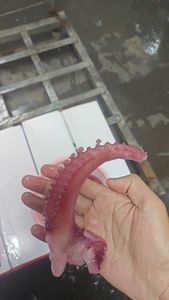 Chất Lượng Tốt Đông Lạnh Mực Tua Hải Sản Mực - Product Image 2