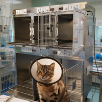 Tierärztlicher Sauerstofftherapiekäfig aus Edelstahl, Tier-Intensivstation, Tierklinik, Veterinärmedizinische Ausrüstung