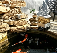 Distributeur automatique de nourriture pour poissons solaire avec minuterie, grande capacité pour bassin