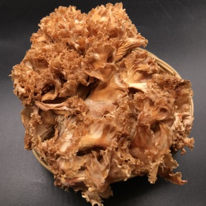 Champignons Sparassis Crispa séchés de haute qualité en promotion – Champignons de choux-fleurs - Product Image 3