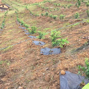 Toile de paillage écologique, film anti-mauvaises herbes, toile de paillage perméable et rétenteur d'<span class=keywords><strong>engrais</strong></span> - Product Image 5