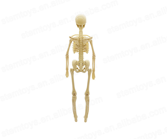 Educational DIY Human Body Skeleton Anatomy Model Toy for School Medical Science Science Package Included
