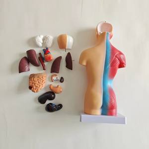 Modèle d'anatomie de torse <span class=keywords><strong>humain</strong></span> <span class=keywords><strong>asexué</strong></span> de petite taille détachable 28CM 15 pièces - Product Image 6