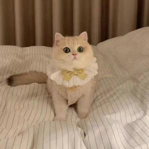 Venda quente Outono Inverno Espessamento Botão De Pelúcia <span class=keywords><strong>Cat</strong></span> Costume Designer Moda Manter Quente Vest Dog Coat com Fur Collar - Product Image 4