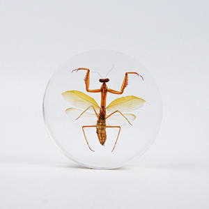 실제 동물 사마귀 곤충 내장 표본 교육 용 수지 생물학 표본 - Product Image 2