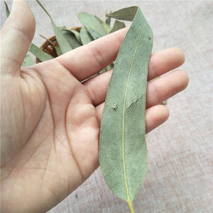 Huacan shu ye — thé à longue feuille <span class=keywords><strong>d</strong></span>'<span class=keywords><strong>eucalyptus</strong></span> vert naturel, séchées, à base <span class=keywords><strong>de</strong></span> plantes, nouvelle collection - Product Image 4
