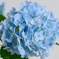 Fleurs artificielles d'hortensia au toucher réel - Décoration florale réaliste pour table à manger pour la Saint-Valentin et la remise des diplômes