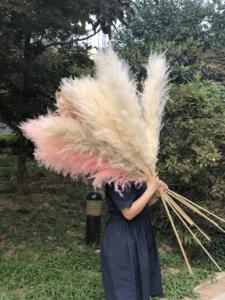 EG-A145 पम्पस पौधे सूखे फूल घर इनडोर सजावट कृत्रिम पौधे विवाह की सजावट - Product Image 5