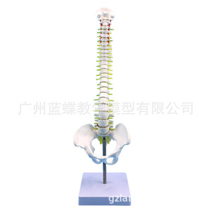 Modèle de colonne vertébrale humaine de 45 cm ; Modèle de colonne vertébrale ; Artère cervicale ; Disques intervertébraux thoraciques et lombaires ; Nerfs coccygiens ; En position debout - Product Image 2