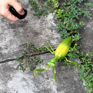 <span class=keywords><strong>Mantis</strong></span> Religiosa Eléctrica con Control Remoto Infrarrojo, Insecto Caminante de Plástico, Juguetes de Simulación de Animales IR, <span class=keywords><strong>Mantis</strong></span> RC - Product Image 2