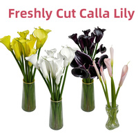 Fleurs de lys Calla coupées sur mesure, fraîches du Yunnan, couleurs mélangées en vrac pour bouquets de mariage et arrangements floraux