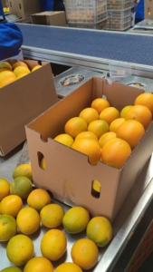 Exportadores de naranjas frescas de Newhall Naranjas frescas/Valencia y Navel <span class=keywords><strong>Naranja</strong></span> fresca/<span class=keywords><strong>Naranja</strong></span> fresca de Valencia - Product Image 2