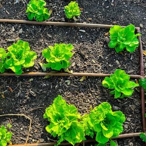 Agriculture 16mm X Irrigation/Hydroponique Tuyau d'égouttage avec 6-8-12-16-20 Inch Emitter Spacing (Brown ou Black) Drip Line - Product Image 3
