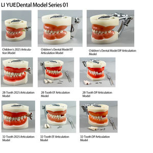 Práctica de Odontología, Modelo de Cabeza Simulada Modelo RT, Modelo Dental Transparente, Estudiantes Practican con Modelos Dentales - Product Image 1