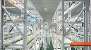 Commercio all'ingrosso 100% biologico puro naturale cibo verde/mangime Spirulina in polvere per la vendita - Product Image 6