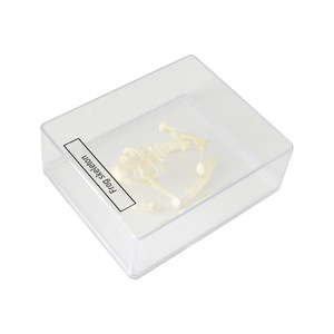 Spécimen de squelette de grenouille J43108, équipement d'expérimentation biologique pour collèges, spécimens de biologie pour collèges, matériel pédagogique - Product Image 4