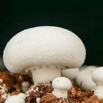 Factory Supply Mycelium Agaricus Bisporus Mushroom