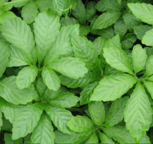 Высококвалифицированный органический экстракт гиностеммы, порошок гипенозидов 98%, экстракт гиностеммы, экстракт гиностеммы - Product Image 2